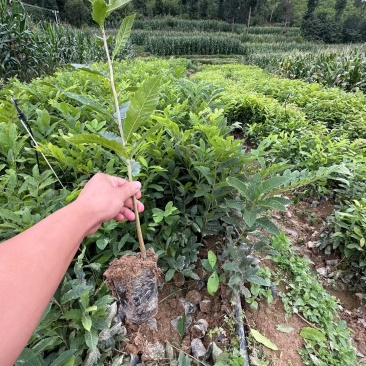 板栗苗袋苗裸根现挖现发个头大产量高货源充足