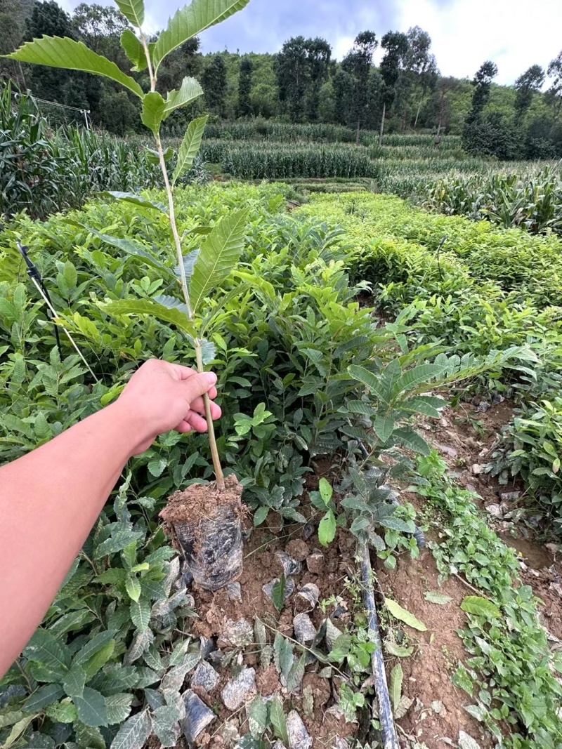 板栗苗袋苗裸根现挖现发个头大产量高货源充足