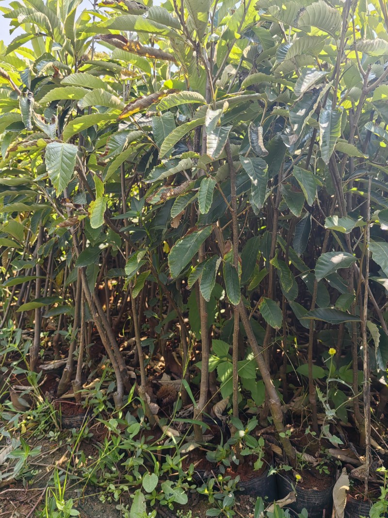 板栗苗袋苗裸根现挖现发个头大产量高货源充足
