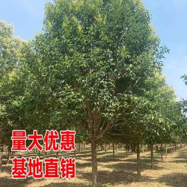 大叶女贞8公分大叶女贞10公分大叶女贞12公分大叶女贞