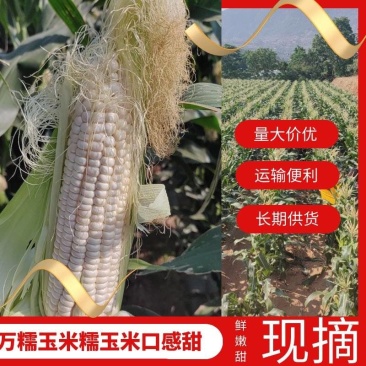 攀枝花玉米甜糥玉米水果玉米大量上市货源充足对接市场