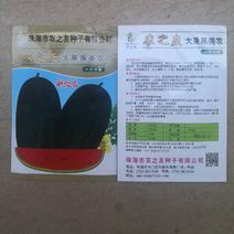 【热卖】台湾黑美人西瓜种子—肉质鲜甜大红—西瓜种植基地