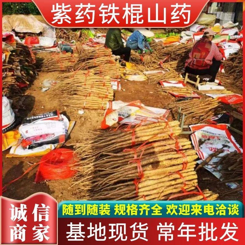 铁棍山药《河北》现货供应中常年批发可全国发货