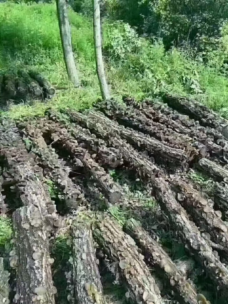 东北黑木耳干货，农家特产无根无添加，口感好，肉厚脆爽