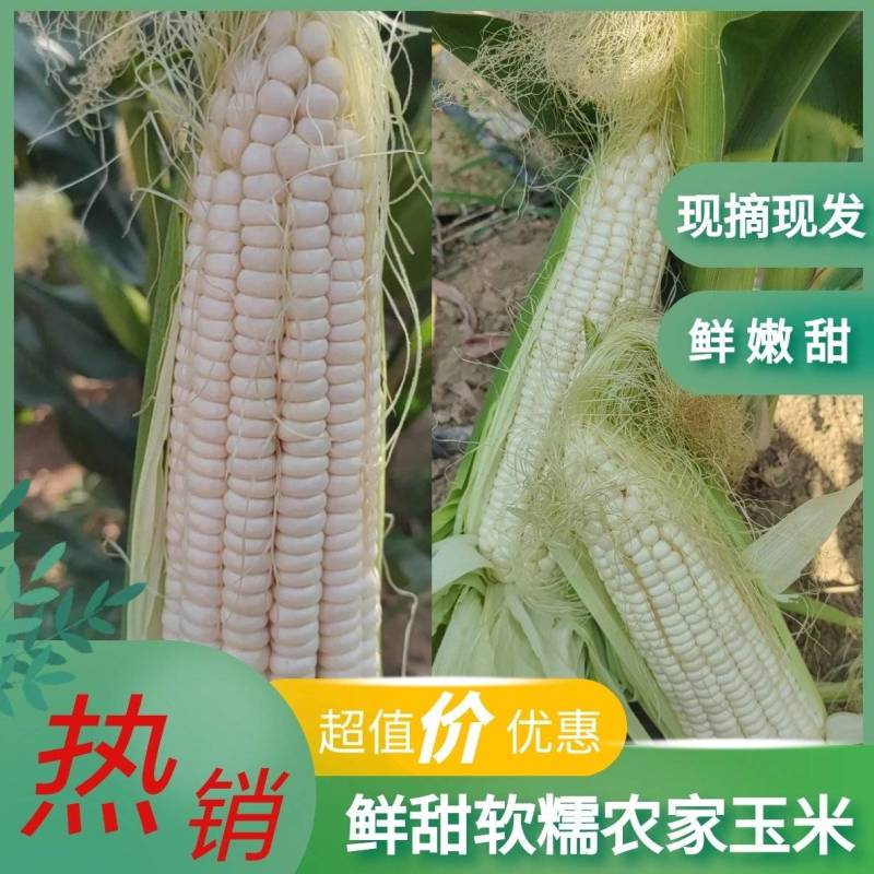 精品糯玉米甜玉米万糯188玉米产地直发品质保障运输便利