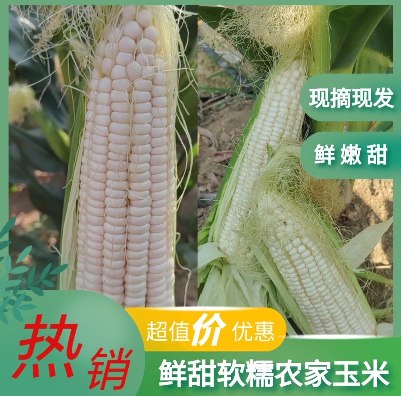 精品糯玉米甜玉米万糯188玉米产地直发品质保障运输便利