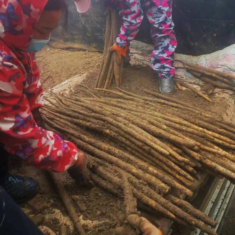 麻山药《广东》现货供应常年批发全国发货欢迎来电