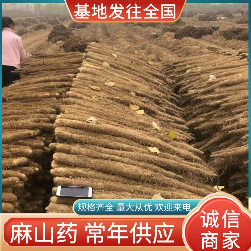 麻山药《河北保定蠡县》现货供应全国发货欢迎来电