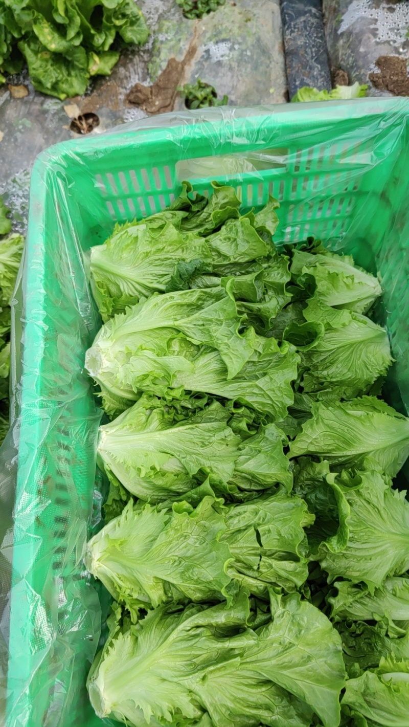 生菜种植产量颇丰，产量大且质量高，欢迎老板采购！