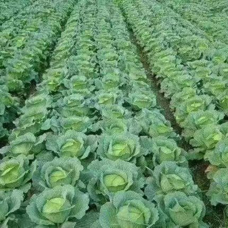 精品扁包菜产地直发大量供应可是视频看货欢迎致电