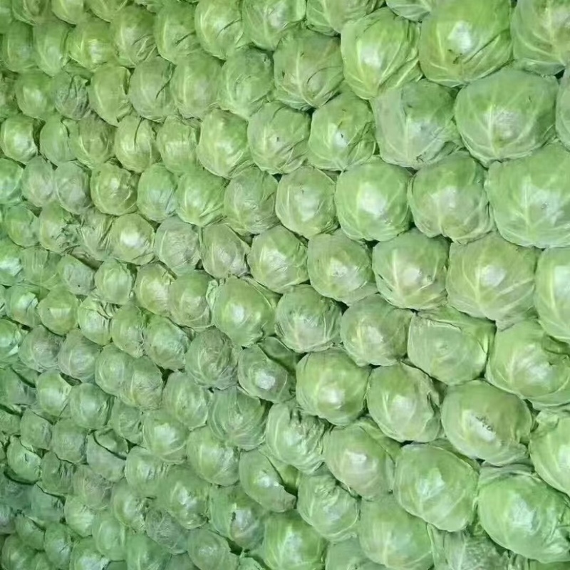 精品扁包菜产地直发大量供应可是视频看货欢迎致电