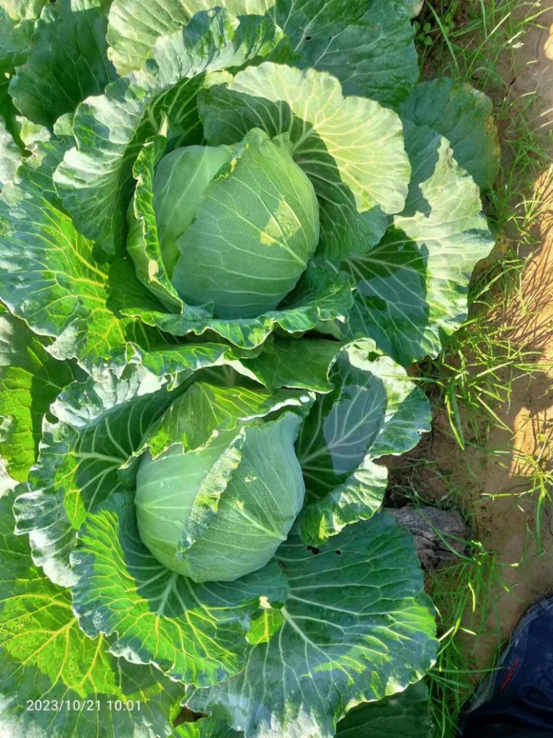 精品扁包菜产地直发大量供应可是视频看货欢迎致电