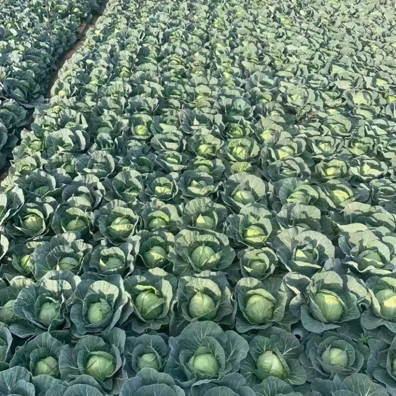 精品扁包菜产地直发大量供应可是视频看货欢迎致电