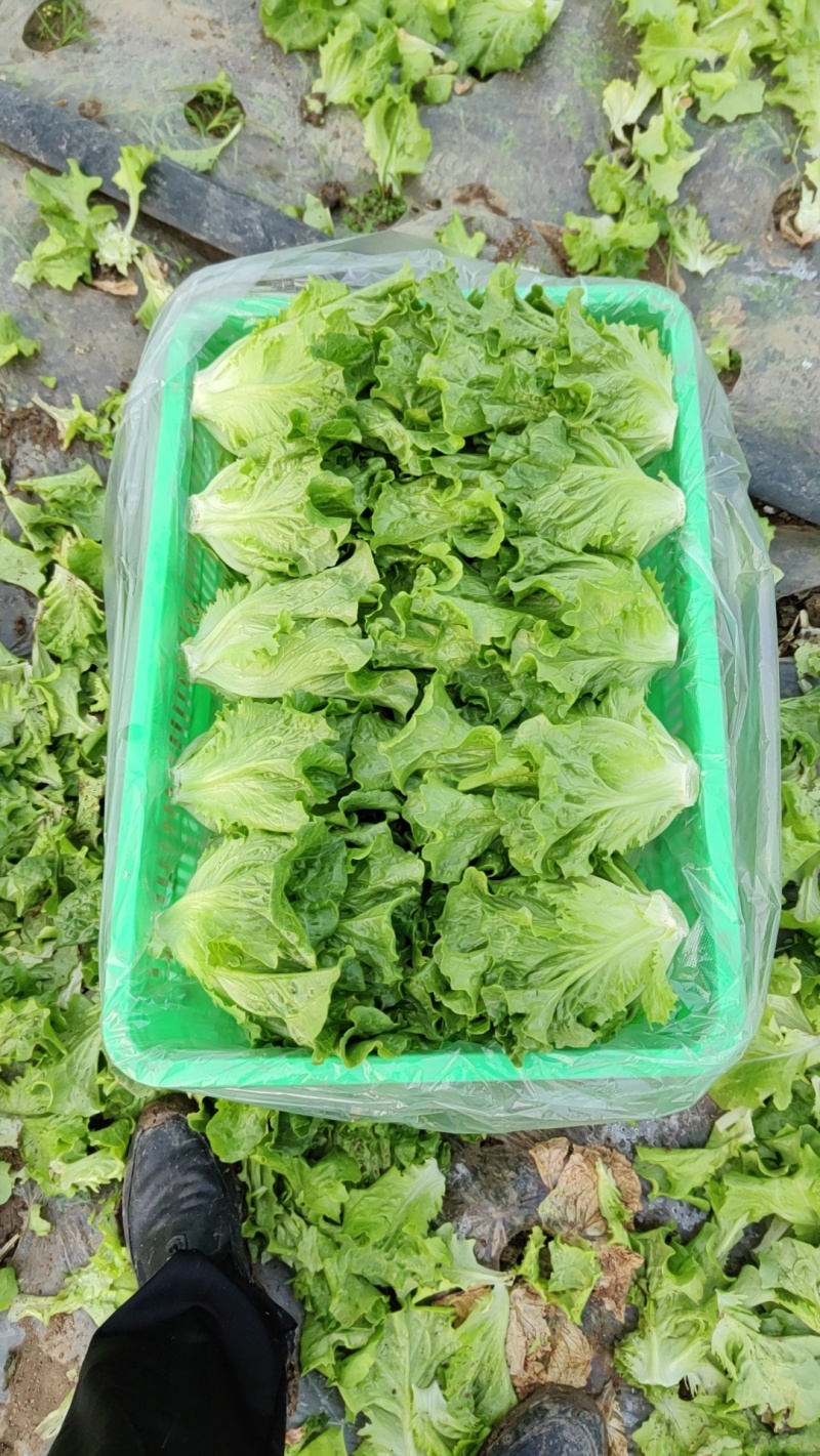 生菜种植产量颇丰，产量大且质量高，欢迎老板采购！
