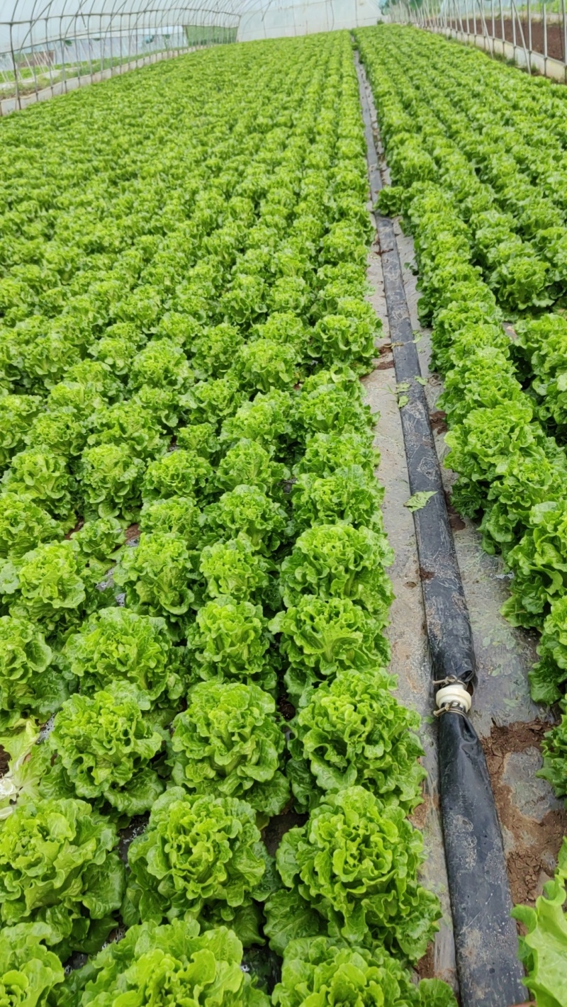 生菜种植产量颇丰，产量大且质量高，欢迎老板采购！