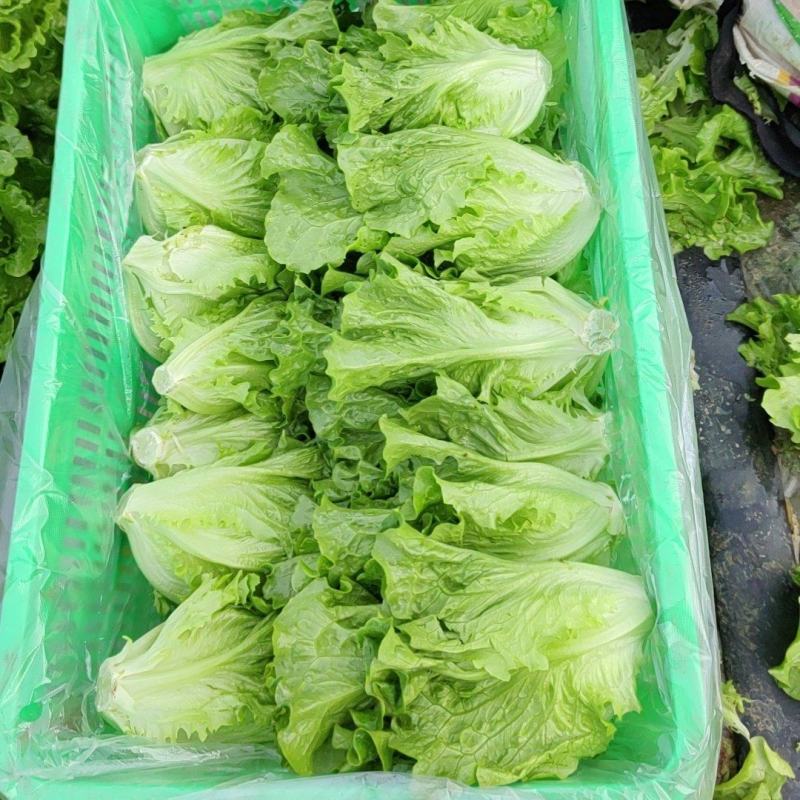 生菜种植产量颇丰，产量大且质量高，欢迎老板采购！