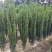 直立冬青，规格齐全，全国发货，欢迎一亩田上订购。