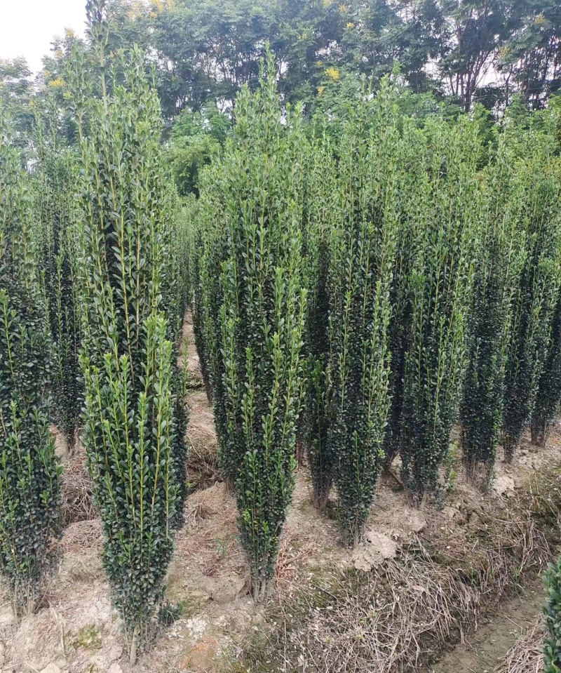 直立冬青，规格齐全，全国发货，欢迎一亩田上订购。