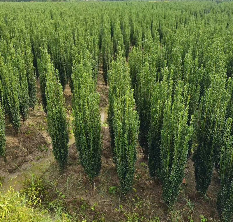 直立冬青，规格齐全，全国发货，欢迎一亩田上订购。
