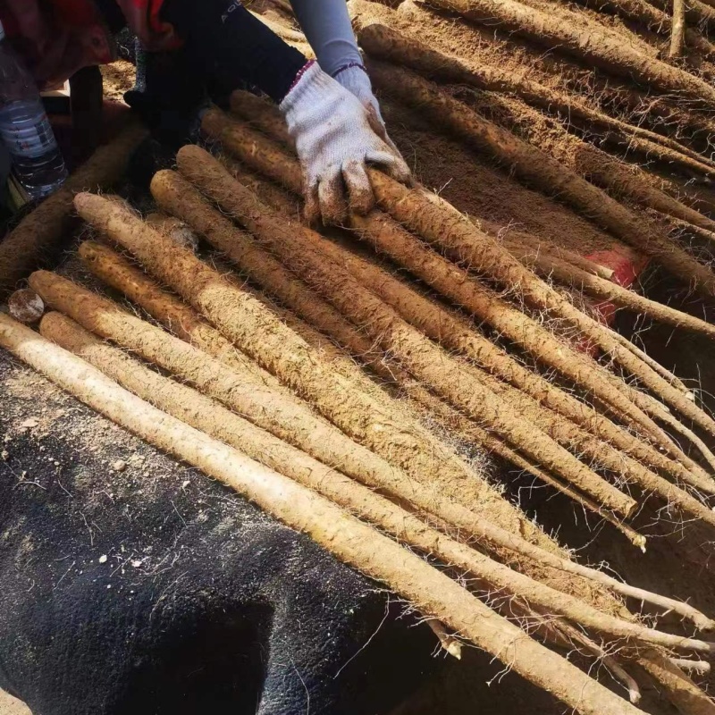 《精选》双棒山药现货供应常年批发全国发货欢迎来电