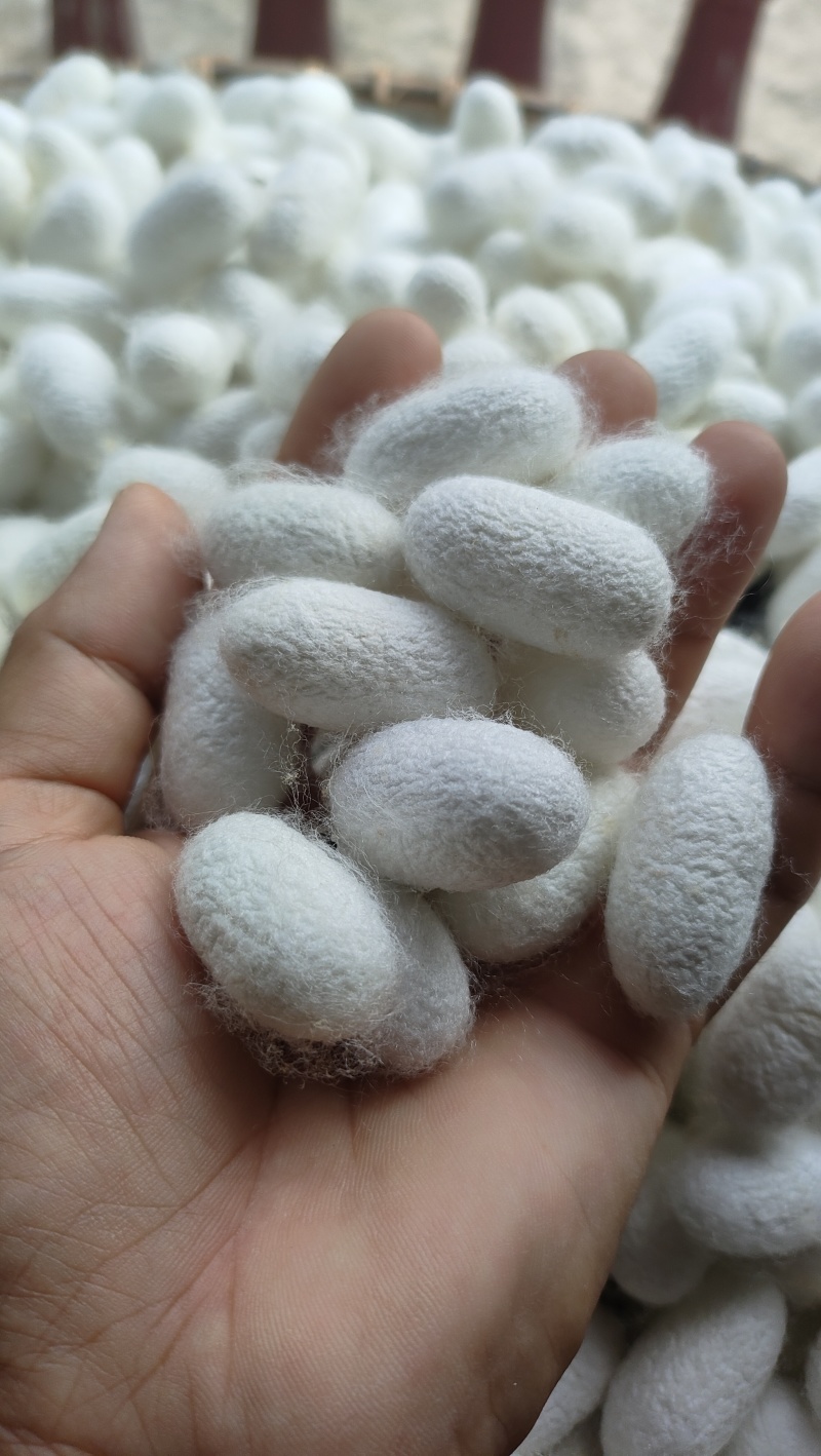 精品桑蚕茧大量供应，原产地直销
