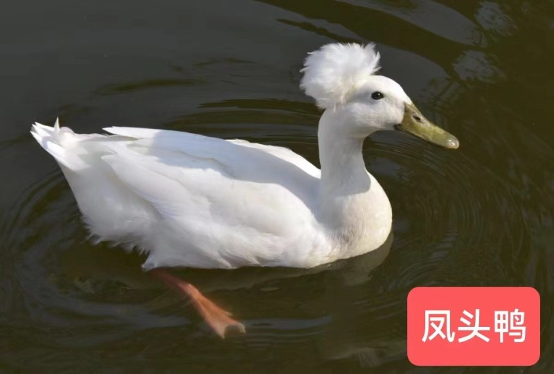 观赏凤头鸭大量出售！凤头鸭多少钱一对！哪里卖凤头潜鸭！