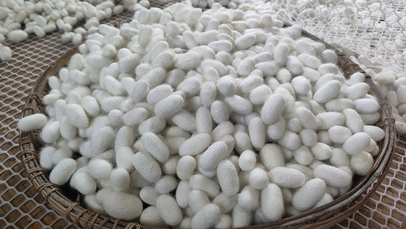 精品桑蚕茧大量供应，原产地直销