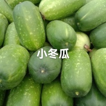 山东省聊城市莘县魏庄镇绿皮、白皮冬瓜2斤以上吊冬瓜