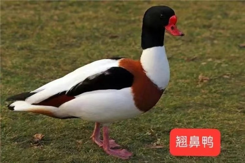 观赏翘鼻麻鸭大量出售！宠物翘鼻麻鸭价格优惠！