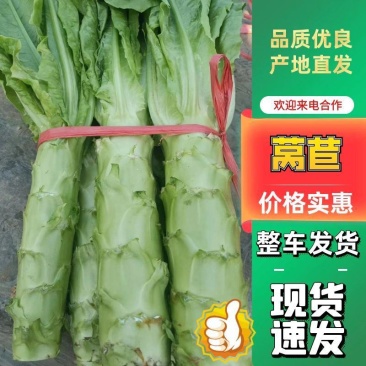 0.48元优质莴苣2~4斤，有便宜的好的孬