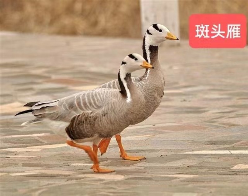 观赏斑头雁多少钱一只！养殖斑头雁价格！