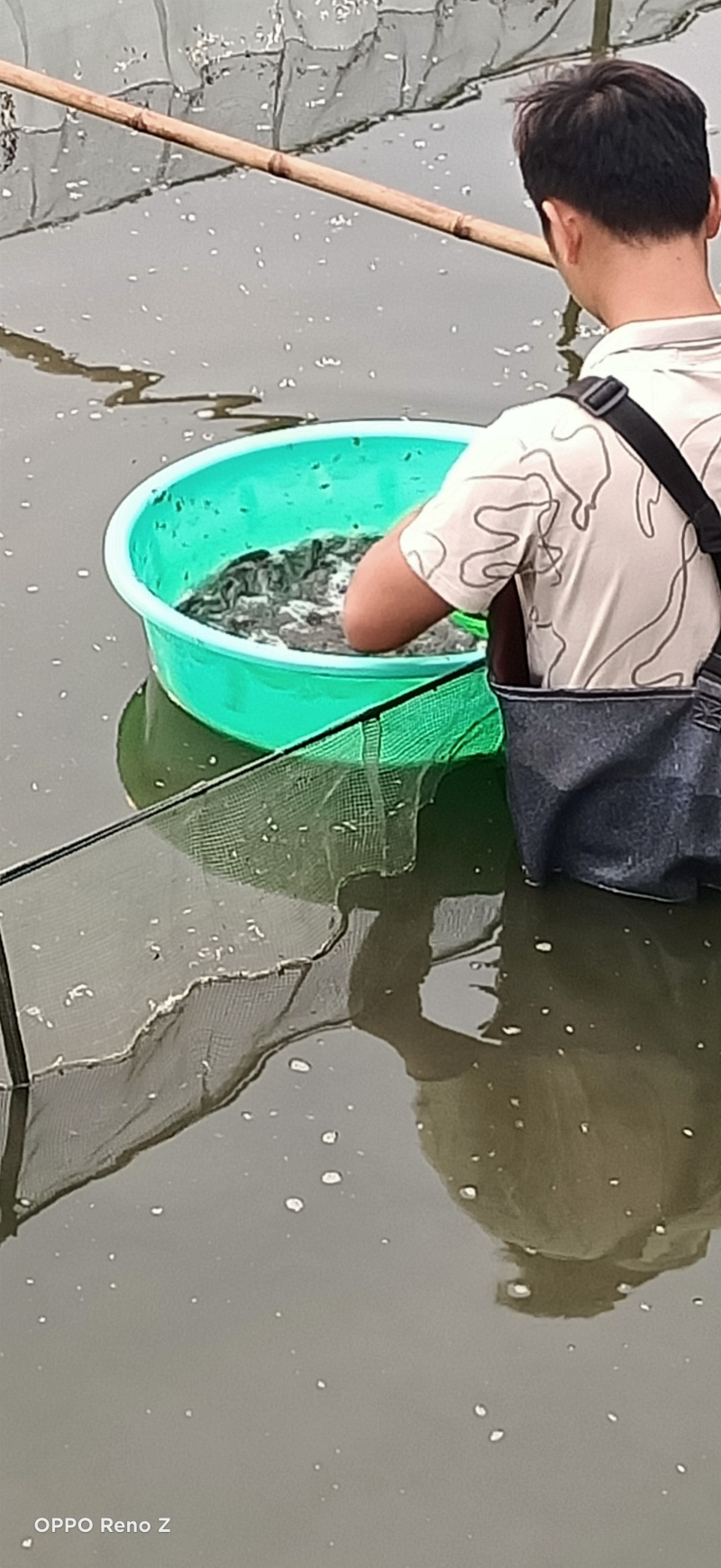 广西南宁优质健康福建良种埃及（胡子鲶）鱼苗