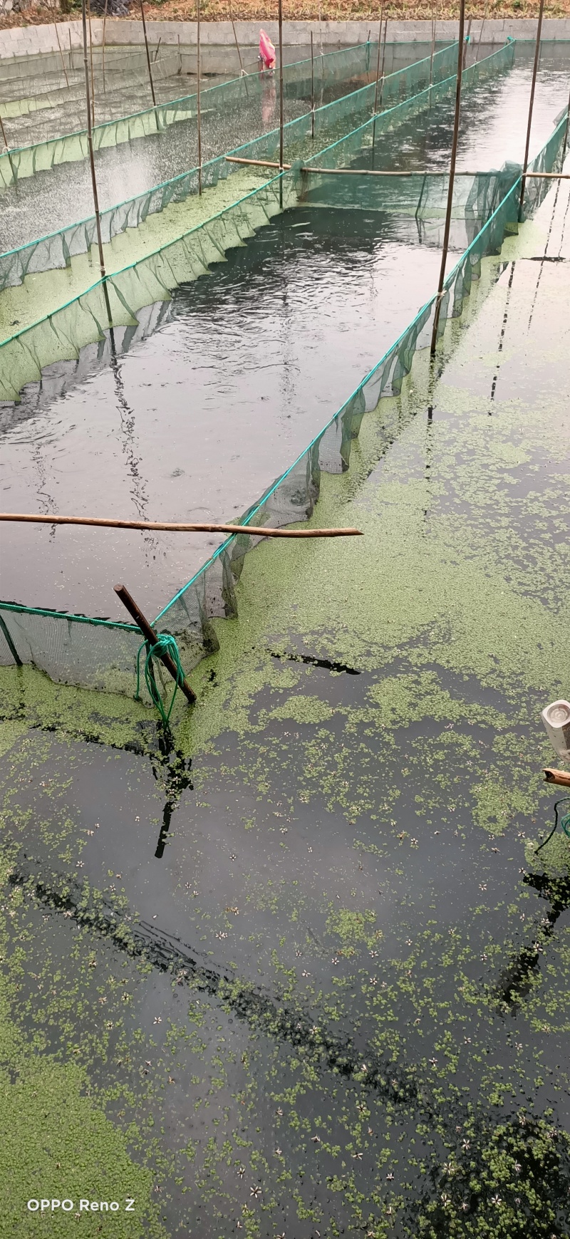 广西南宁优质健康福建良种埃及（胡子鲶）鱼苗