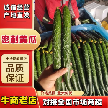 密刺黄瓜大量供应保证品质，规格齐全，支持多种包装.