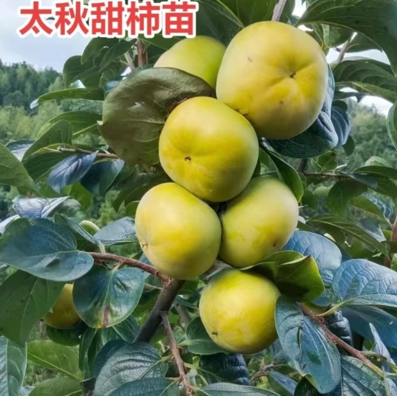 太秋甜柿苗，肉质脆嫩，品质优四川巴中欢迎来电咨询