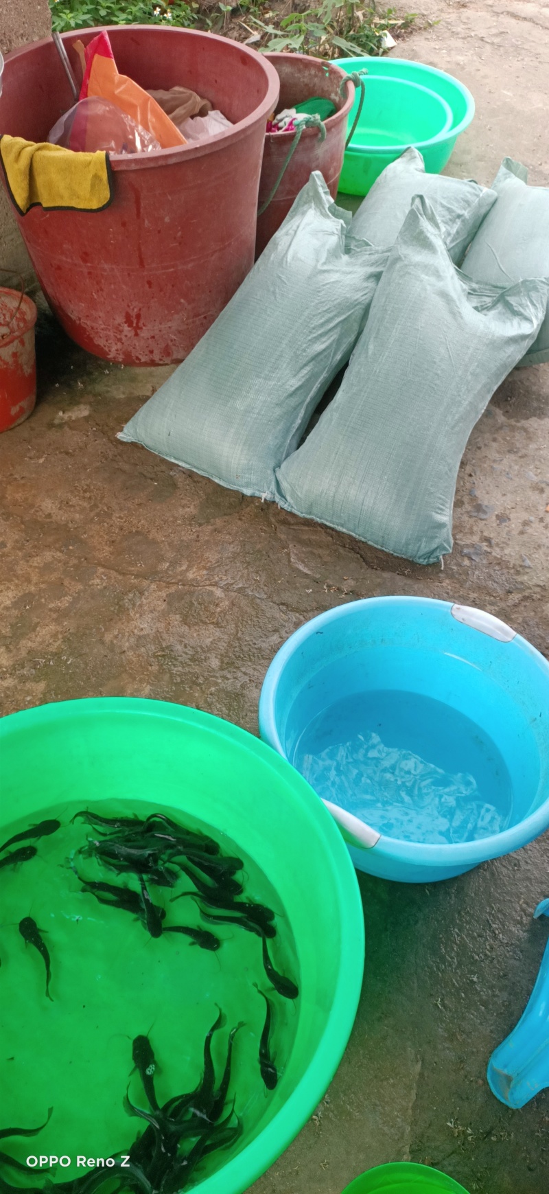 广西南宁优质健康良种长江大口鲶鱼苗直地批发