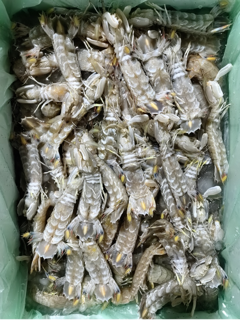 虾姑皮皮虾