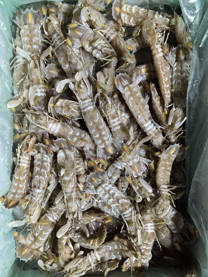 虾姑皮皮虾