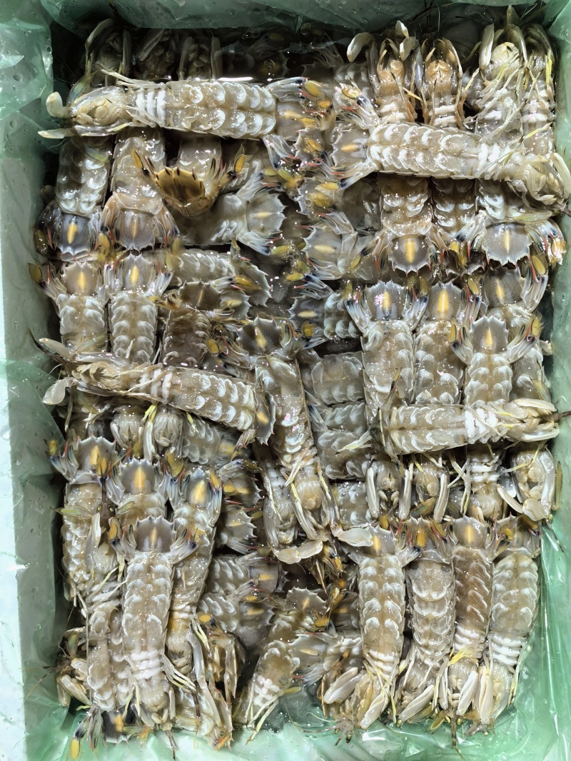 虾姑皮皮虾