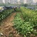 出售大分特早柑桔苗，2年嫁接苗