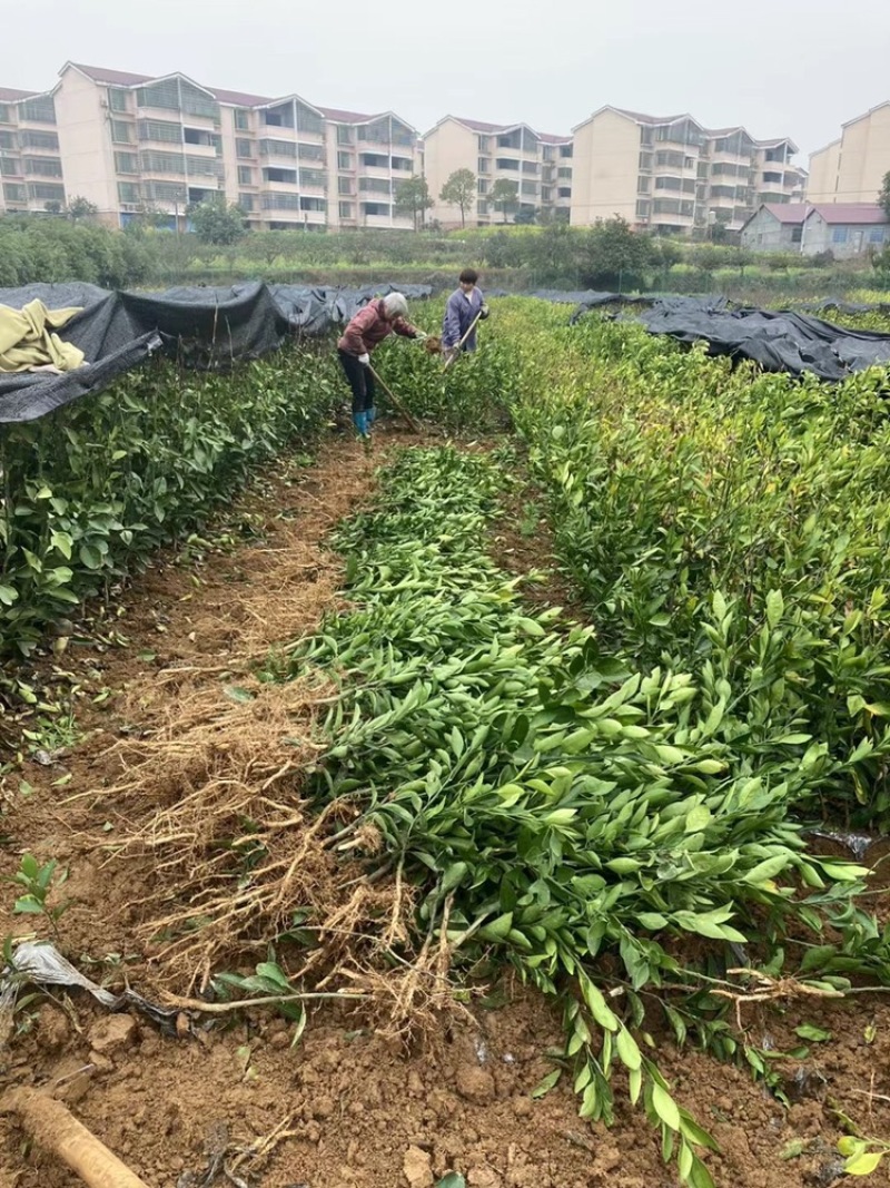 出售大分特早柑桔苗，2年嫁接苗