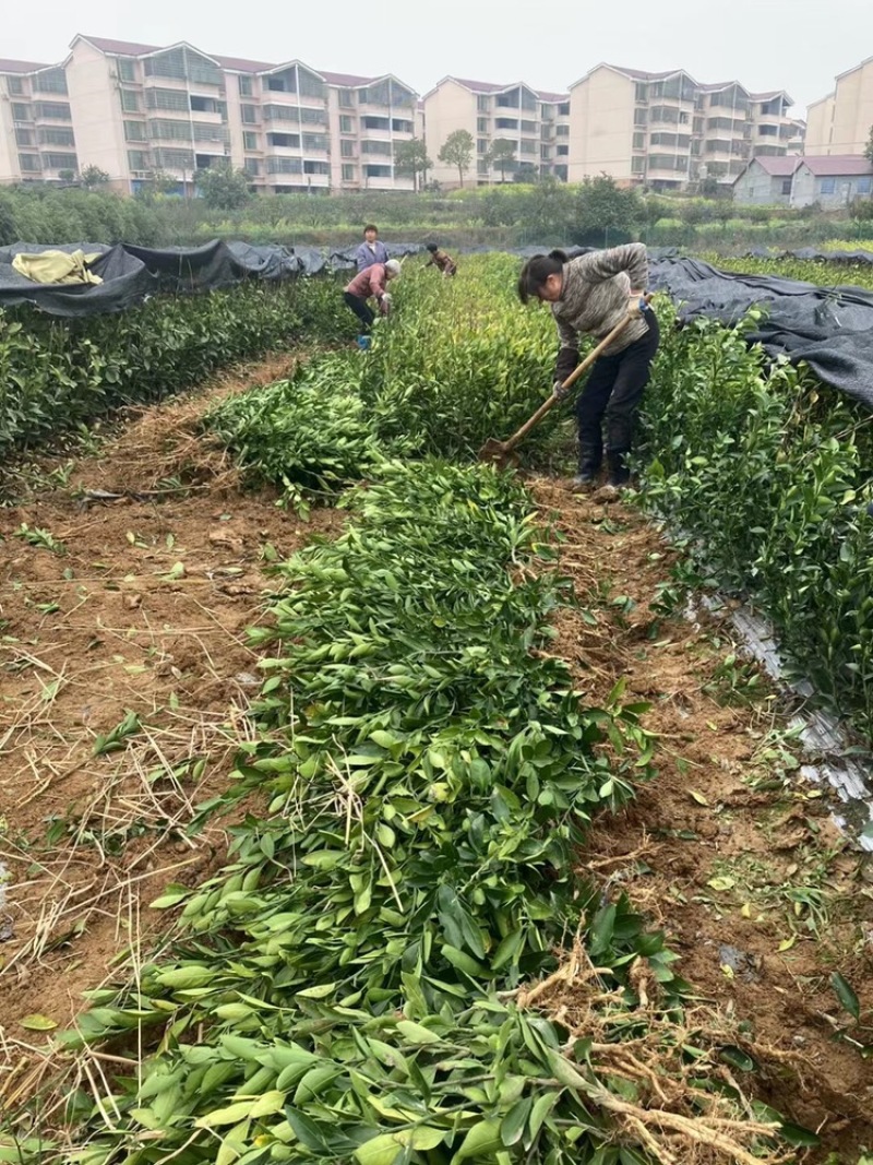 出售大分特早柑桔苗，2年嫁接苗