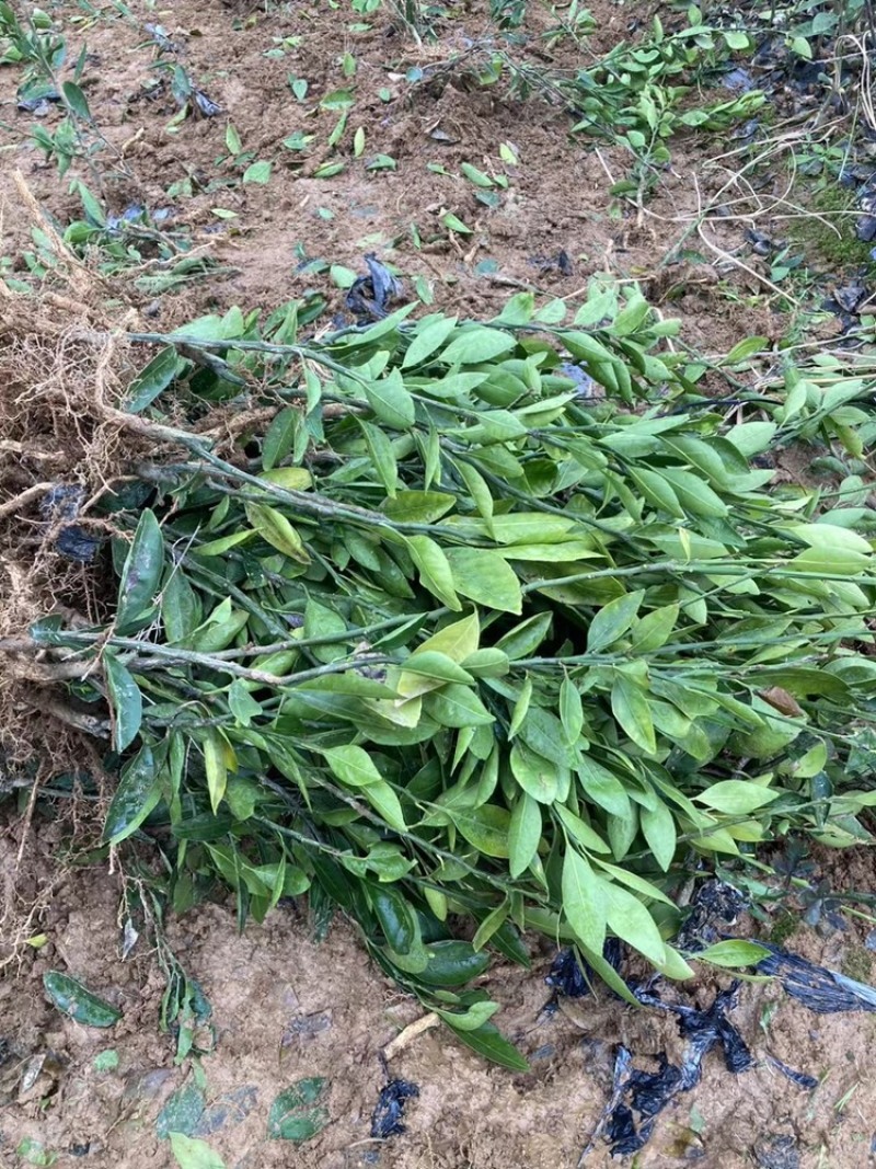 出售大分特早柑桔苗，2年嫁接苗