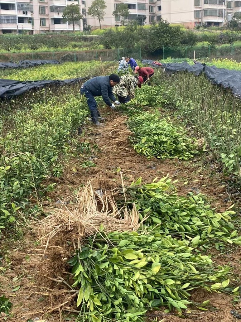 出售大分特早柑桔苗，2年嫁接苗