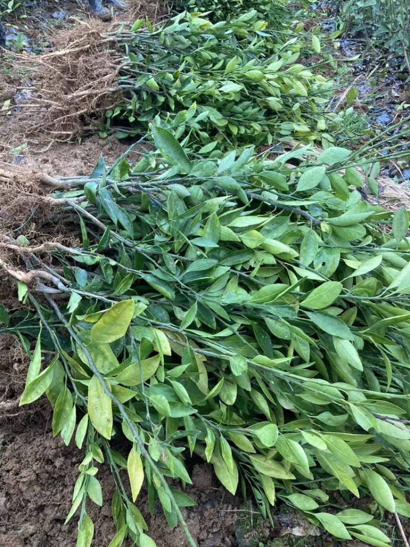 出售大分特早柑桔苗，2年嫁接苗