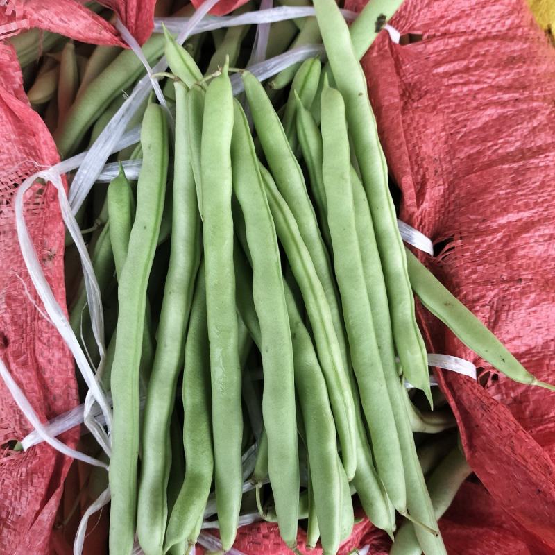 广西南宁横县四季豆大量上市支持市场货电商货欢迎定购