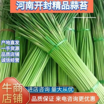 优质蒜苔质量保障视频看货诚信为本对接全国电商批发商欢迎来电