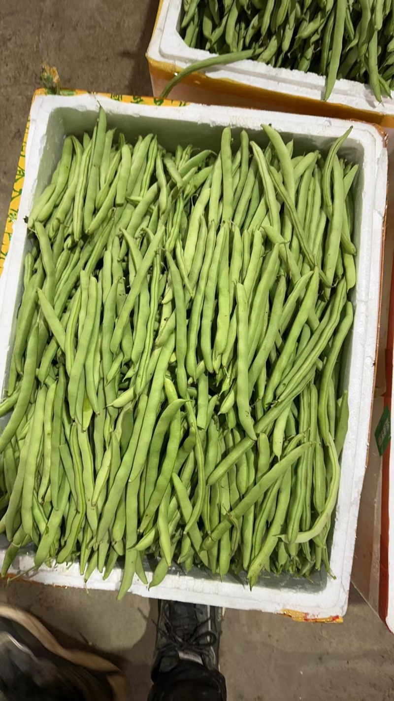 广西南宁横县四季豆大量上市支持市场货电商货欢迎定购