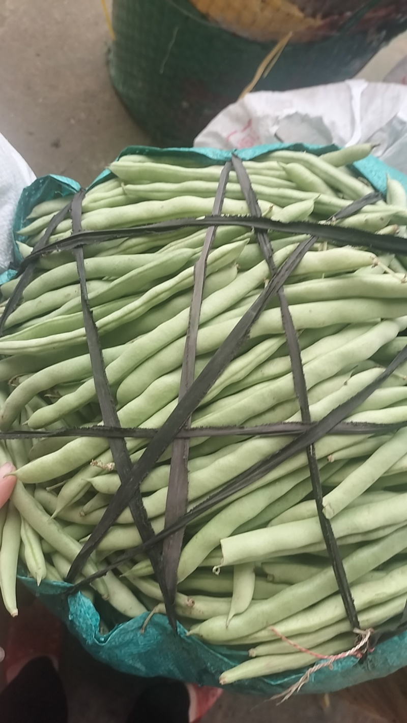 广西南宁横县四季豆大量上市支持市场货电商货欢迎定购