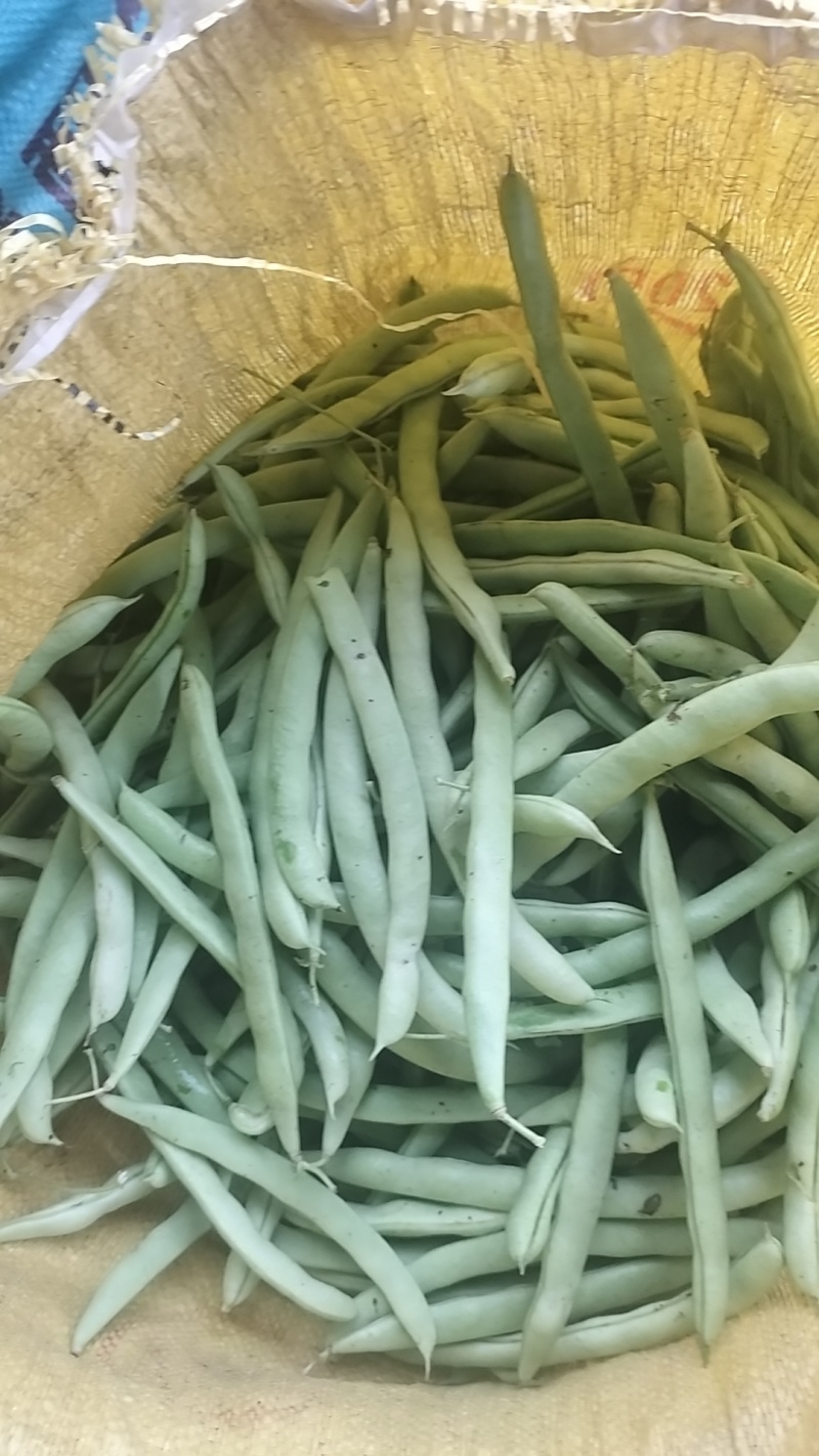 广西南宁横县四季豆大量上市支持市场货电商货欢迎定购